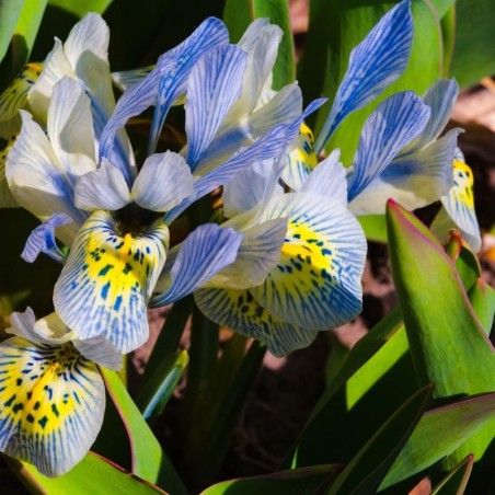 Iris Reticulata Katharine Hodgkin - Bleu Clair / Jaune