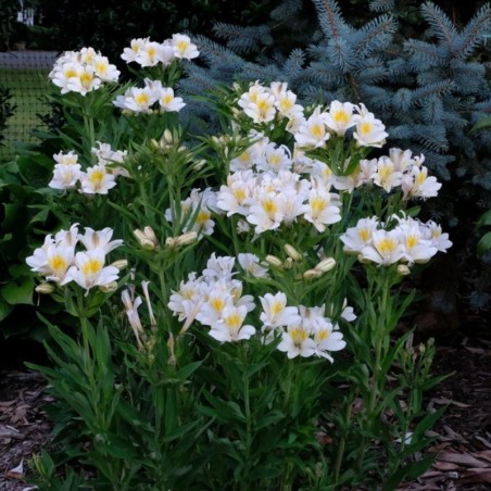 Iris Sibirica Caesar'S Brother - Bleu