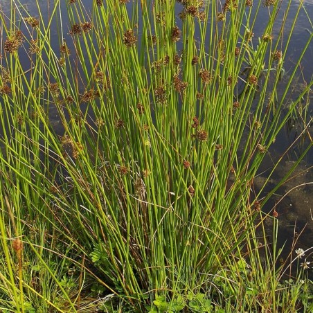 Juncus Effusus -