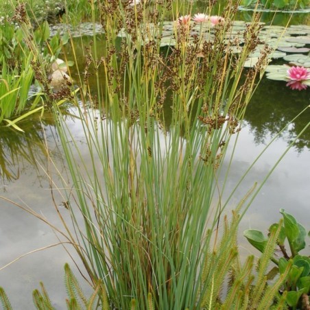 Juncus Inflexus - Brun