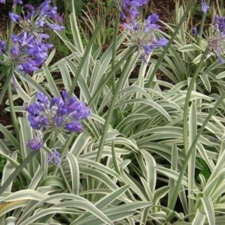 Agapanthus Tinkerbelle - Bleu Et Blanc