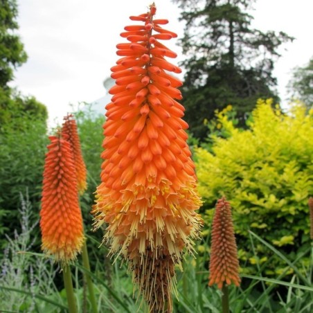 Kniphofia Alcazar - Rouge