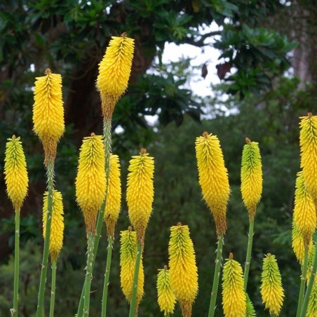 Kniphofia Citrina - Jaune