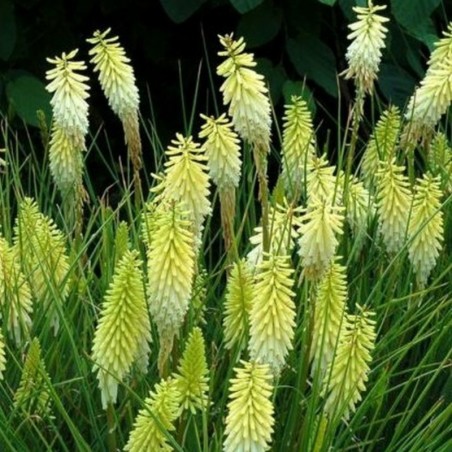 Kniphofia Little Maid - Jaune