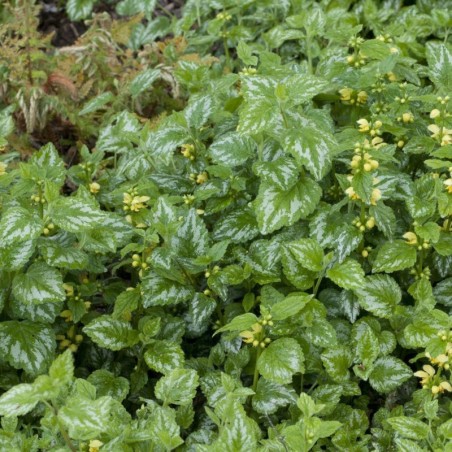 Lamiastrum Galeobdolon Florentinum - Jaune