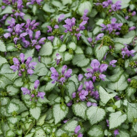 Lamium Beacon Silver