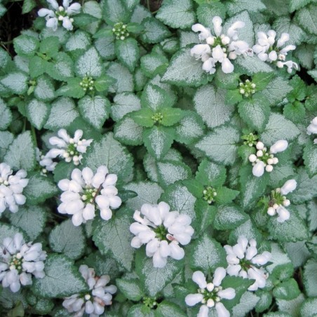 Lamium Maculatum White Nancy - Blanc