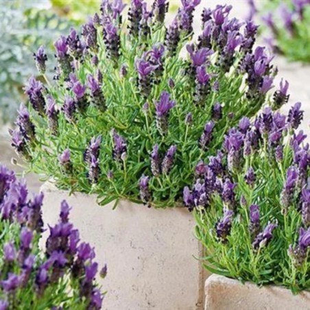 Lavandula Stoechas Bandera Deep Purple - Pourpre