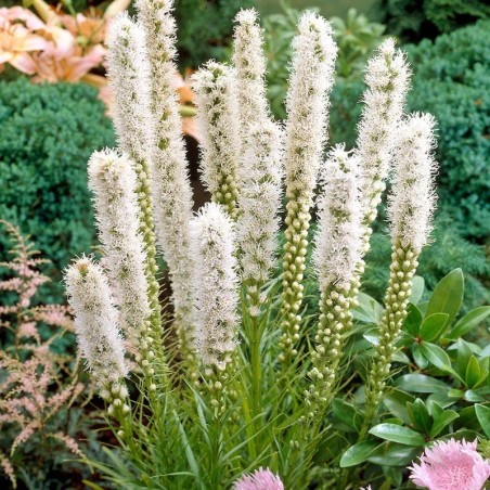 Liatris Spicata Floristan White - Blanc
