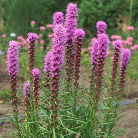 Liatris Spicata Kobold - Rose Foncé
