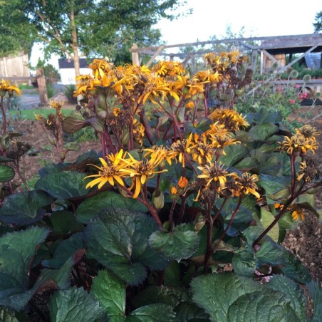 Ligularia Dentata Desdemona - Orange