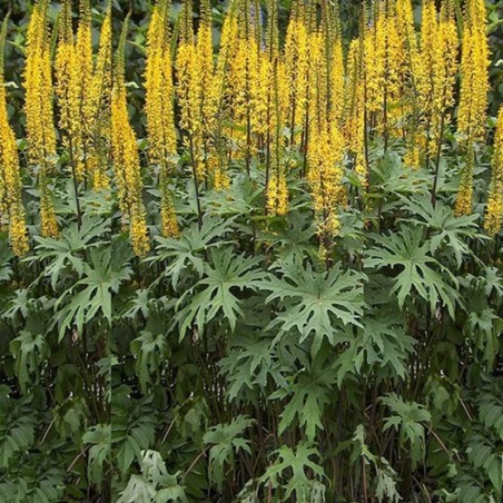Ligularia Przewalskii - Jaune