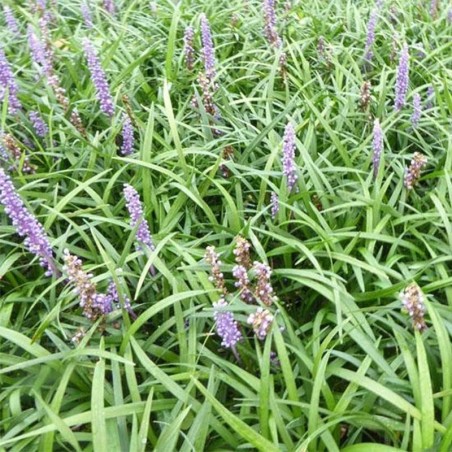 Liriope Muscari Lilac Wonder - Lilas