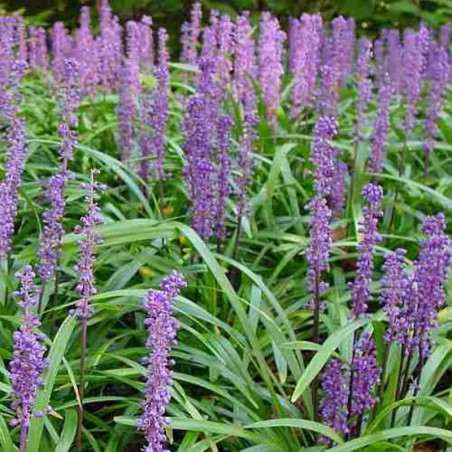 Liriope Muscari Moneymaker - Lavande