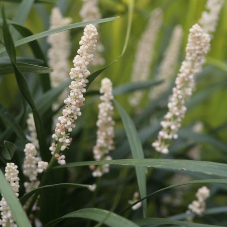 Liriope Muscari Monroe White - Blanc
