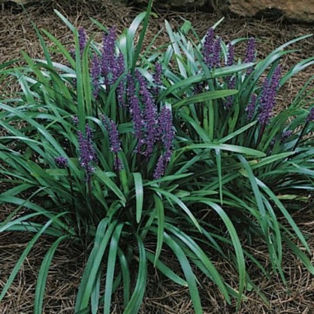 Liriope Muscari Royal Purple - Pourpre