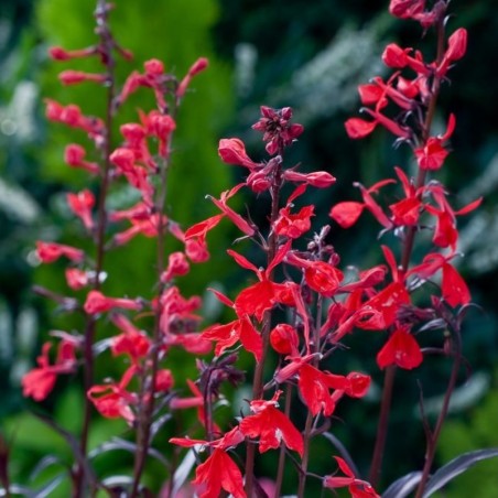 Lobelia Cardinalis Queen Victoria - Rouge