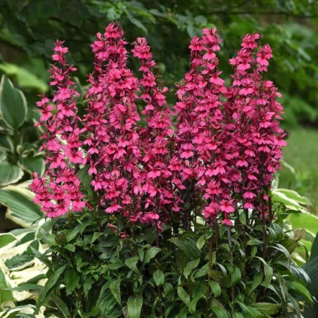 Lobelia Speciosa Starship Deep Rose- Rose