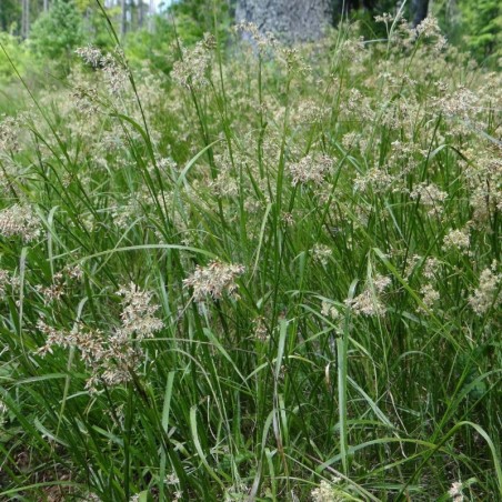 Luzula Sylvatica - Beige