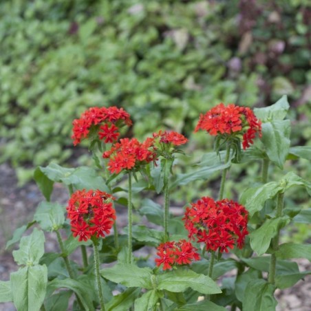 Lychnis Chalcedonica - Rouge