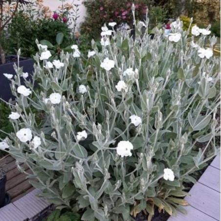 Lychnis Coronaria Alba - Blanc