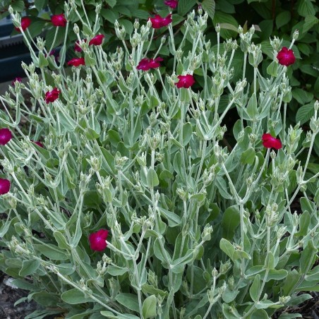 Lychnis Coronaria Atrosanguinea - Rouge