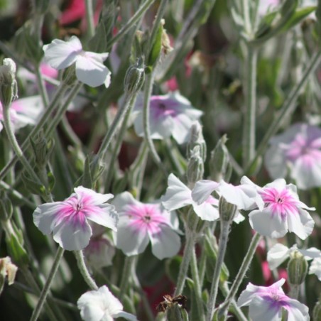 Lychnis Coronaria Oculata - Blanc Coeur Rose