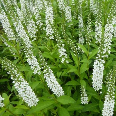 Lysimachia Barystachys - Blanc