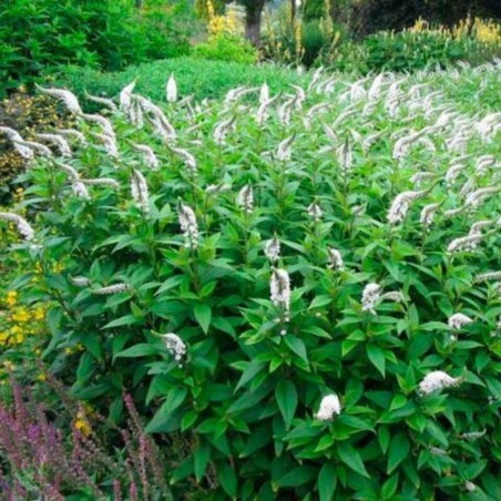Lysimachia Clethroides - Blanc