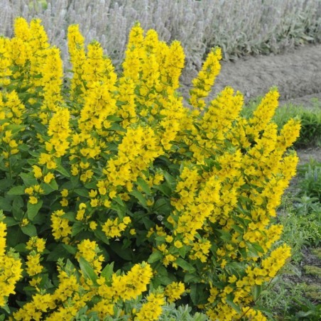 Lysimachia Punctata - Jaune