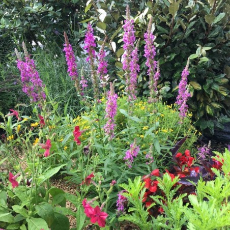Lythrum Salicaria Robert - Rose Foncé