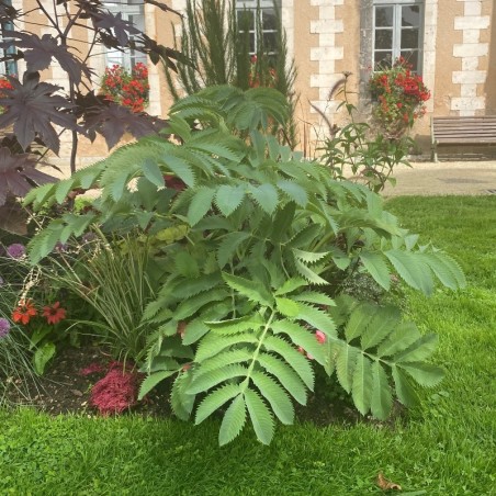 Melianthus Major - Brun