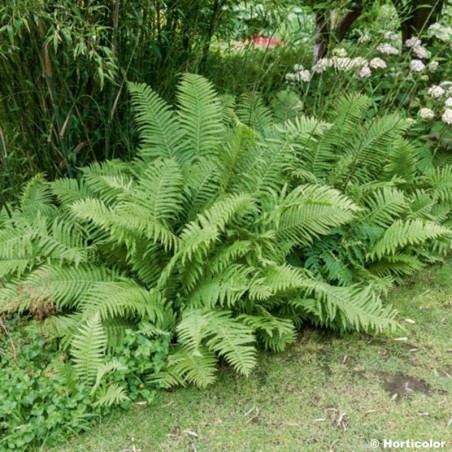 Matteucia Orientalis -