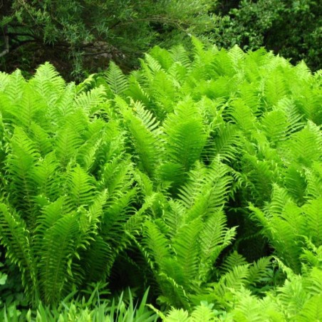 Matteucia Struthioptertis -