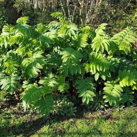 Melianthus Major - Brun