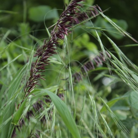 Melica Altissima Atropurpurea - Pourpr