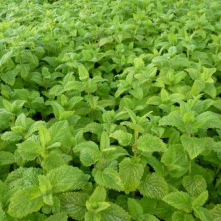 Melissa Officinalis - Blanc