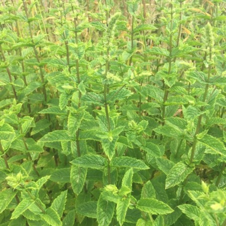Mentha Marocaine - Lilas