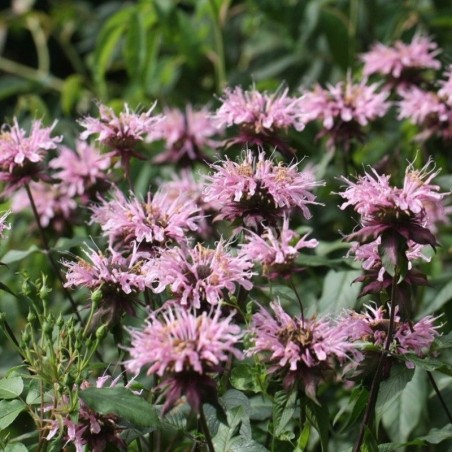 Monarda Beauty Of Cobham - Rose