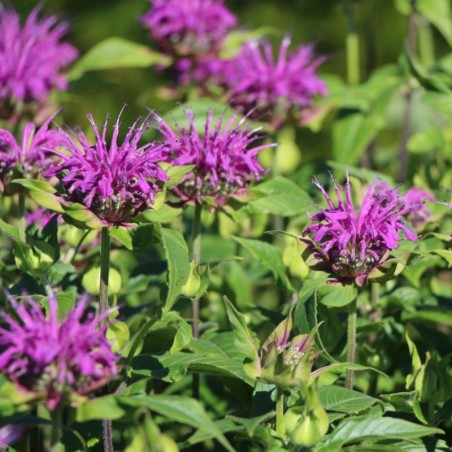 Monarda Blaustrumpf - Violet