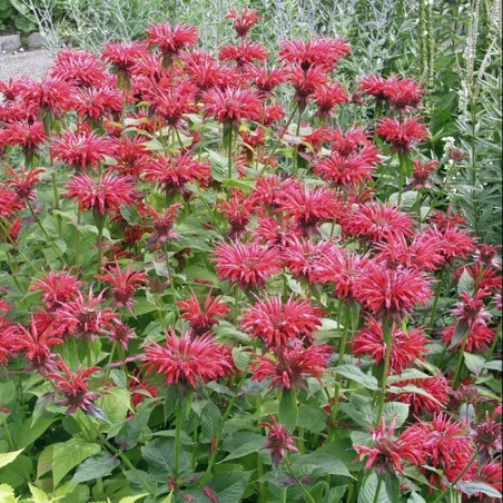 Monarda Cambridge Scarlet - Rouge
