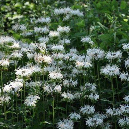 Monarda Schneewittchen - Blanc