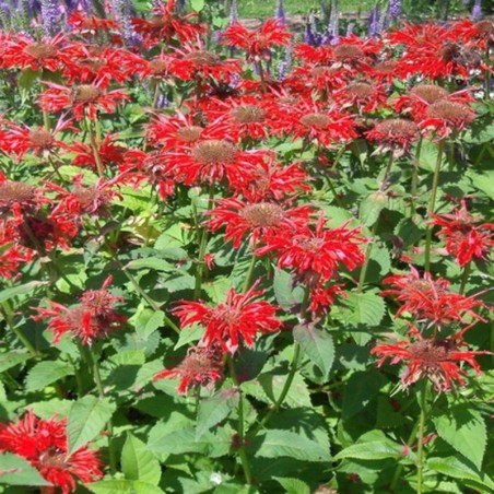 Monarde Dydima Red Shades