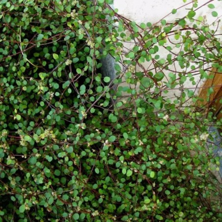 Muhlenbeckia Complexa Green