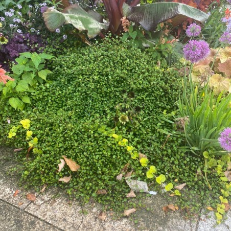 Muhlenbeckia Complexa Green
