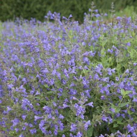 Nepeta Blue Dragon - Bleu