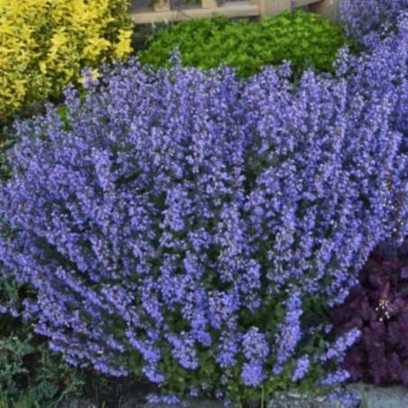 Nepeta Faassenii Purrsian Blue - Bleu