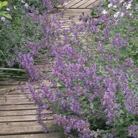 Nepeta Faassenii Six Hill'S Giant - Bleu Violet
