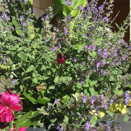 Nepeta Faassenii Walker'S Low - Bleu Violet