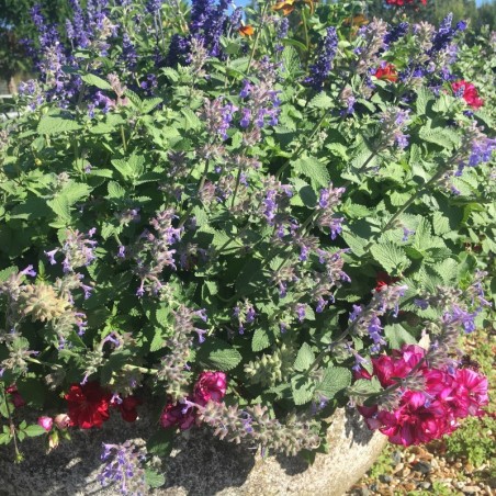 Nepeta Mussinii - Bleu Violet